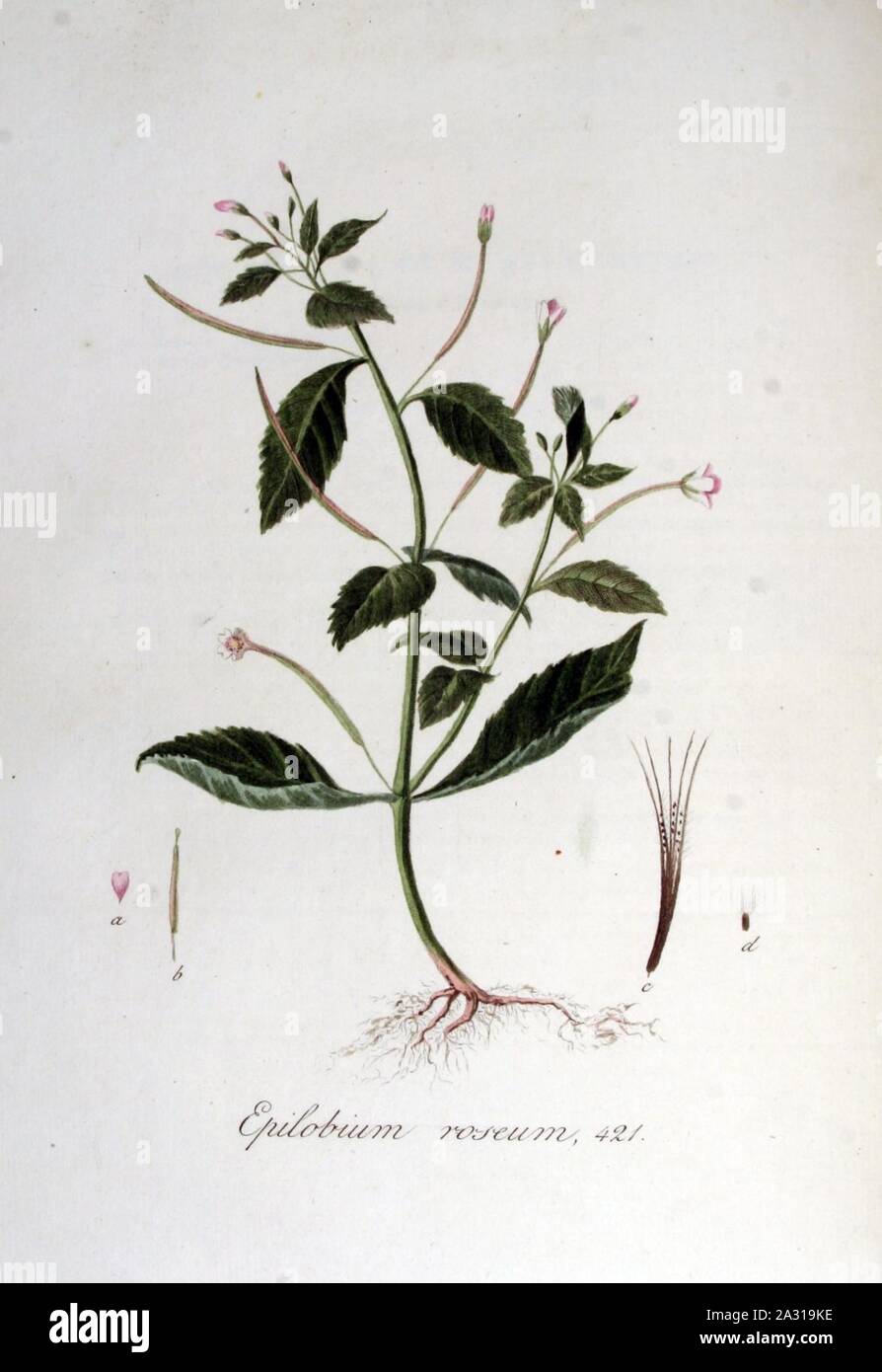Epilobium roseum — Flora Batava — Volume v6. Stock Photo