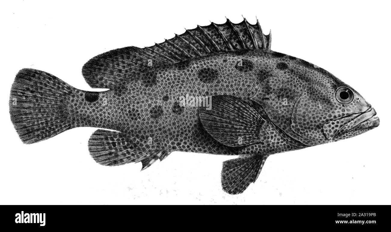 Epinephelus polyphekadion 1866. Stock Photo