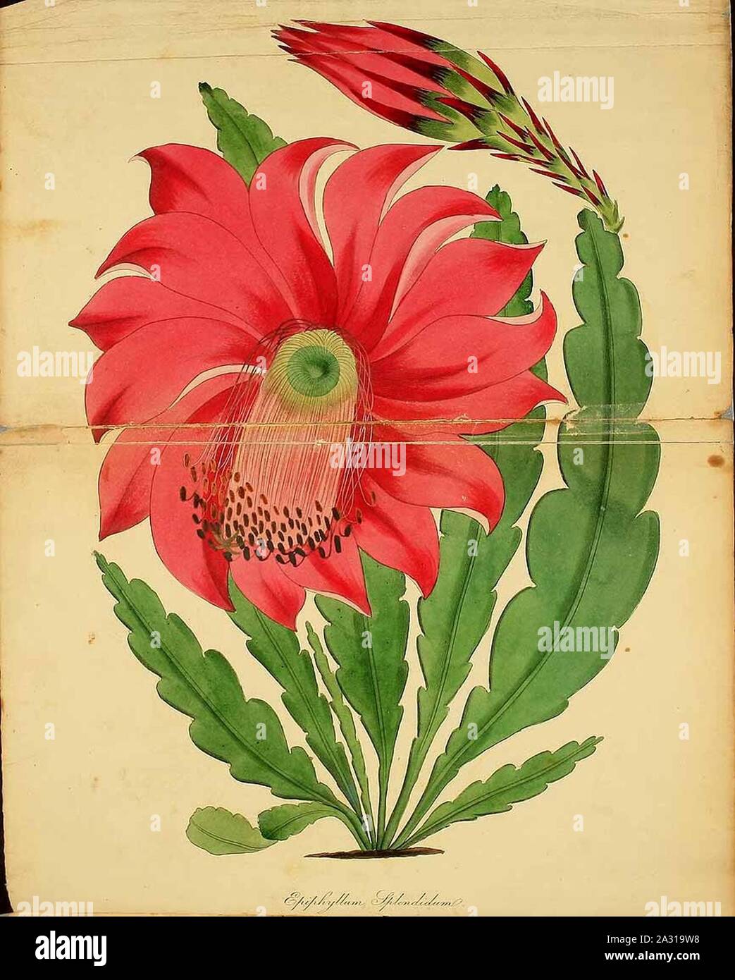 Epiphyllum splendidum 188820. Stock Photo