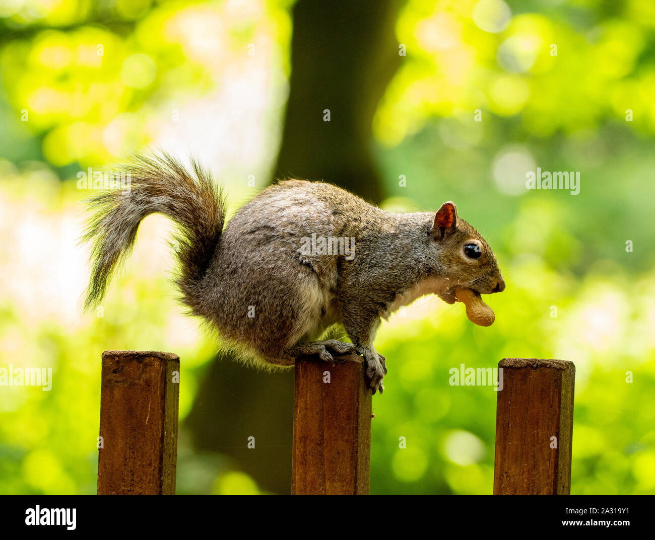 Pregnant grey squirrel hi-res stock photography and images - Alamy