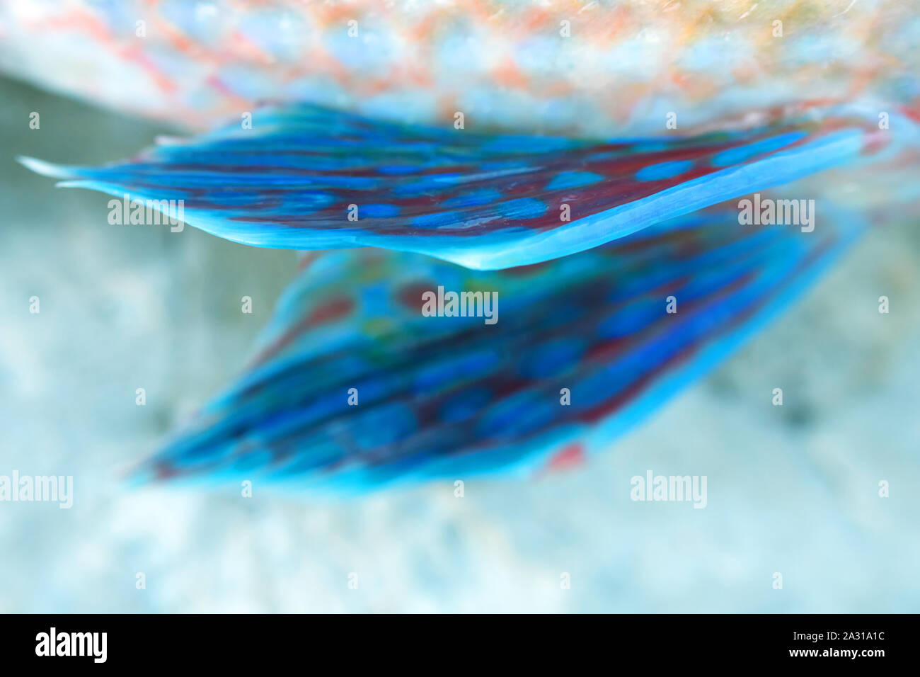 Long-striped wrasse (Symphodus tinca, rainbow fishes, Labrus, ray-finned fish) from the Black sea (North shore). Multi-colored scales and fins, as if Stock Photo