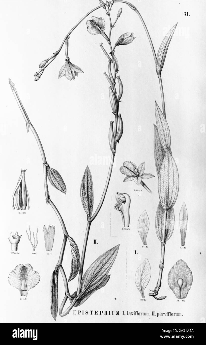 Epistephium laxiflorum - Epistephium parviflorum - Flora Brasiliensis 3-4-31. Stock Photo