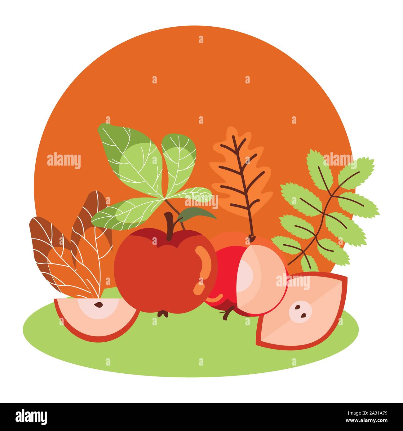 Fall Apples Vector Oak apples Stock Vector Images - Alamy