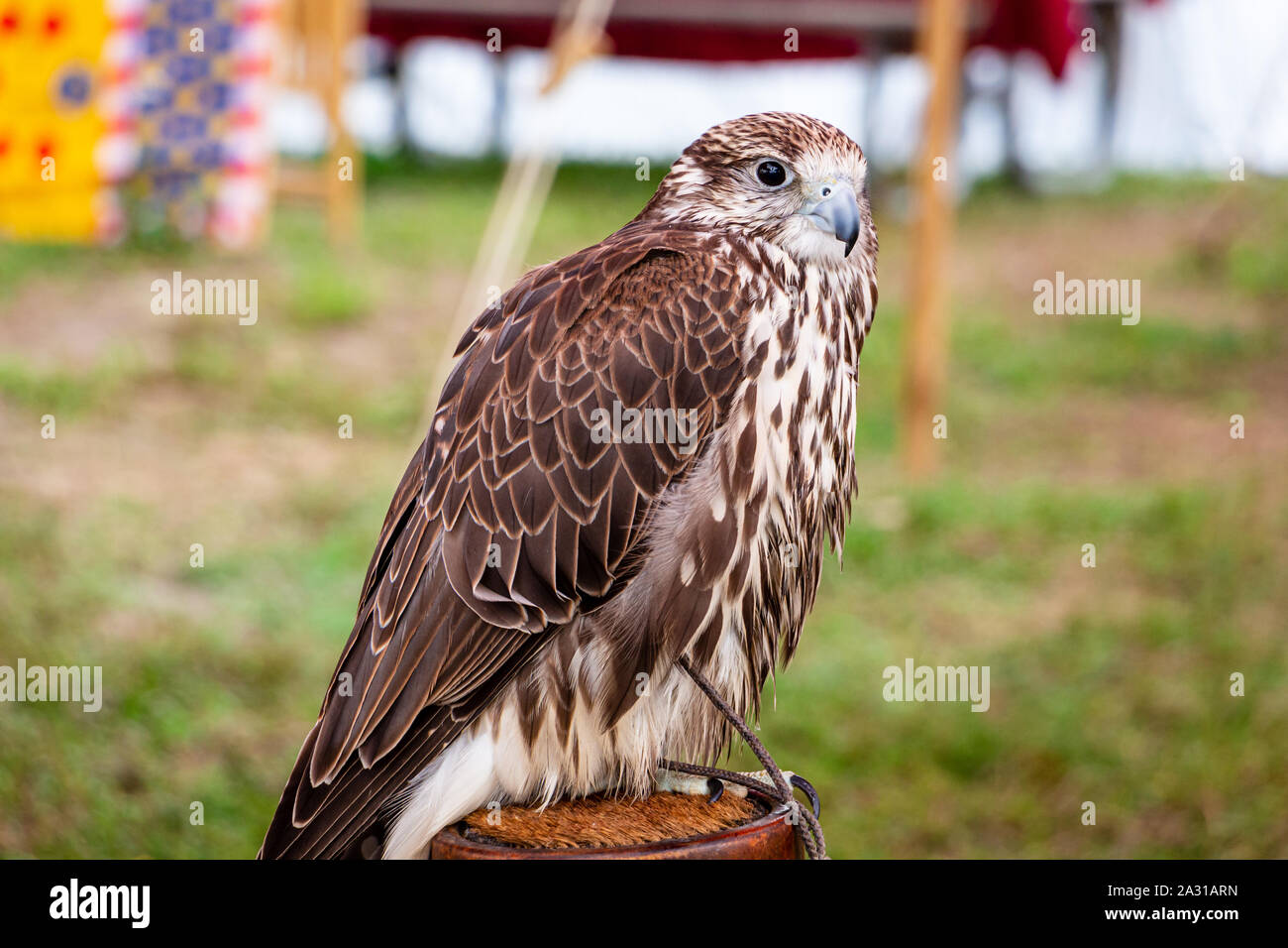 Saker falcon (Falco cherrug), captive animal used in falconry Stock Photo
