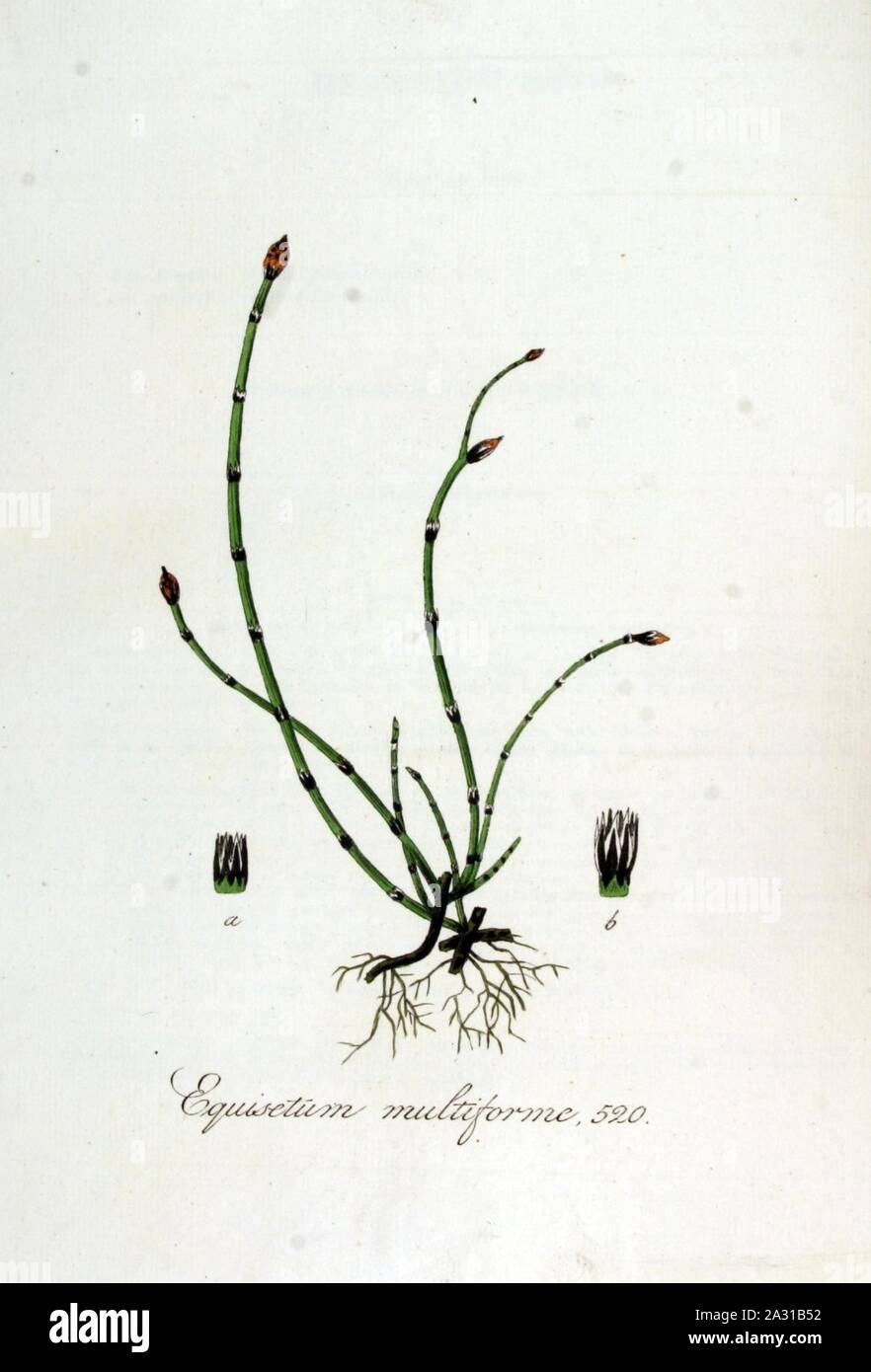 Equisetum multiforme — Flora Batava — Volume v7. Stock Photo
