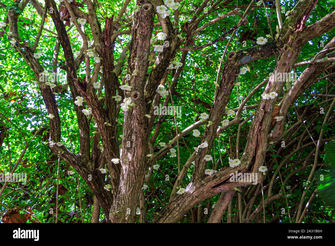 Candle tree (Parmentiera cereifera) flowers Stock Photo Alamy