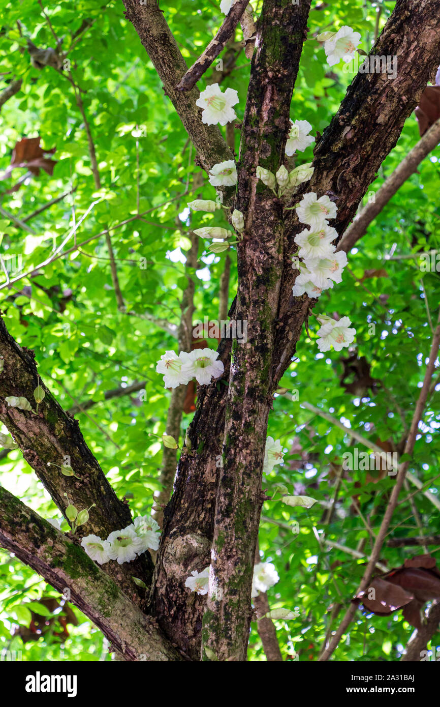 Candle tree (Parmentiera cereifera) flowers Stock Photo Alamy