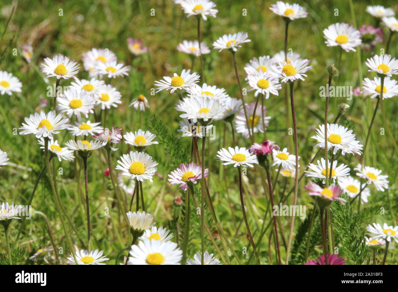 Several daisys in the green Stock Photo