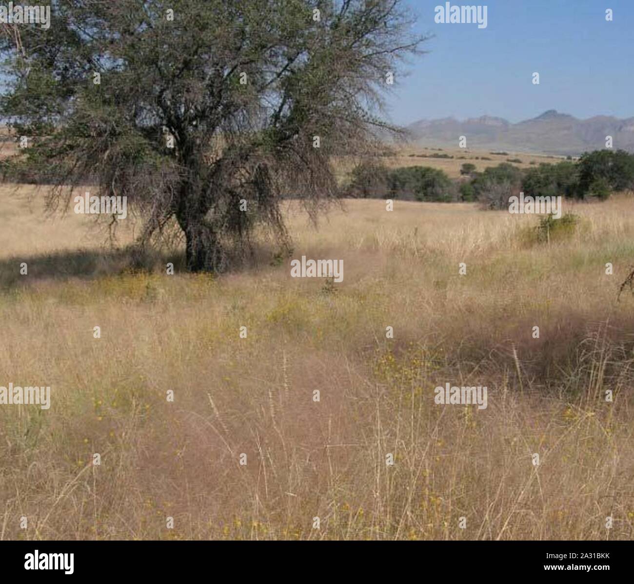 Eragrostis intermedia in arizona. Stock Photo