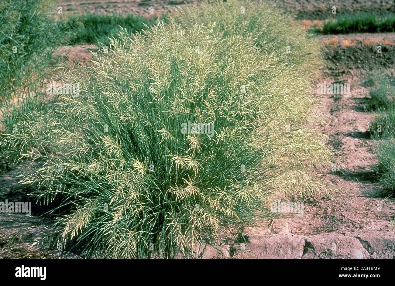 Eragrostis curvula NRCS-2. Stock Photo
