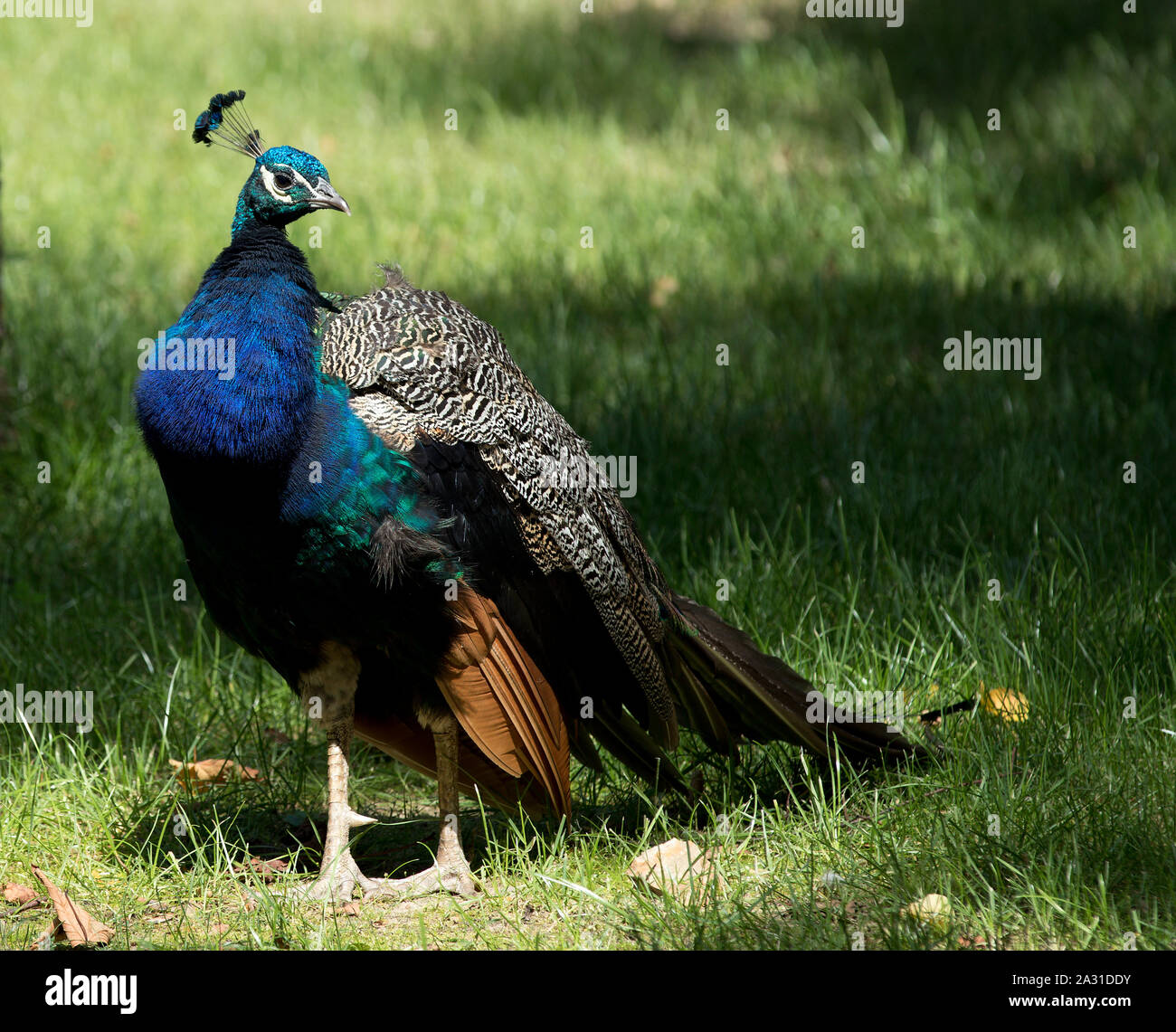 peacock on the grass Stock Photo - Alamy