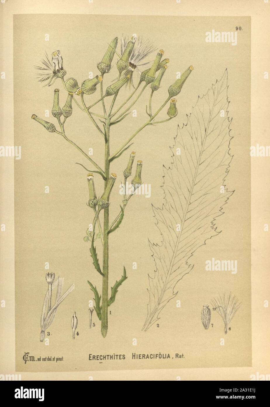 Erechtites hieracifolia - 001x. Stock Photo
