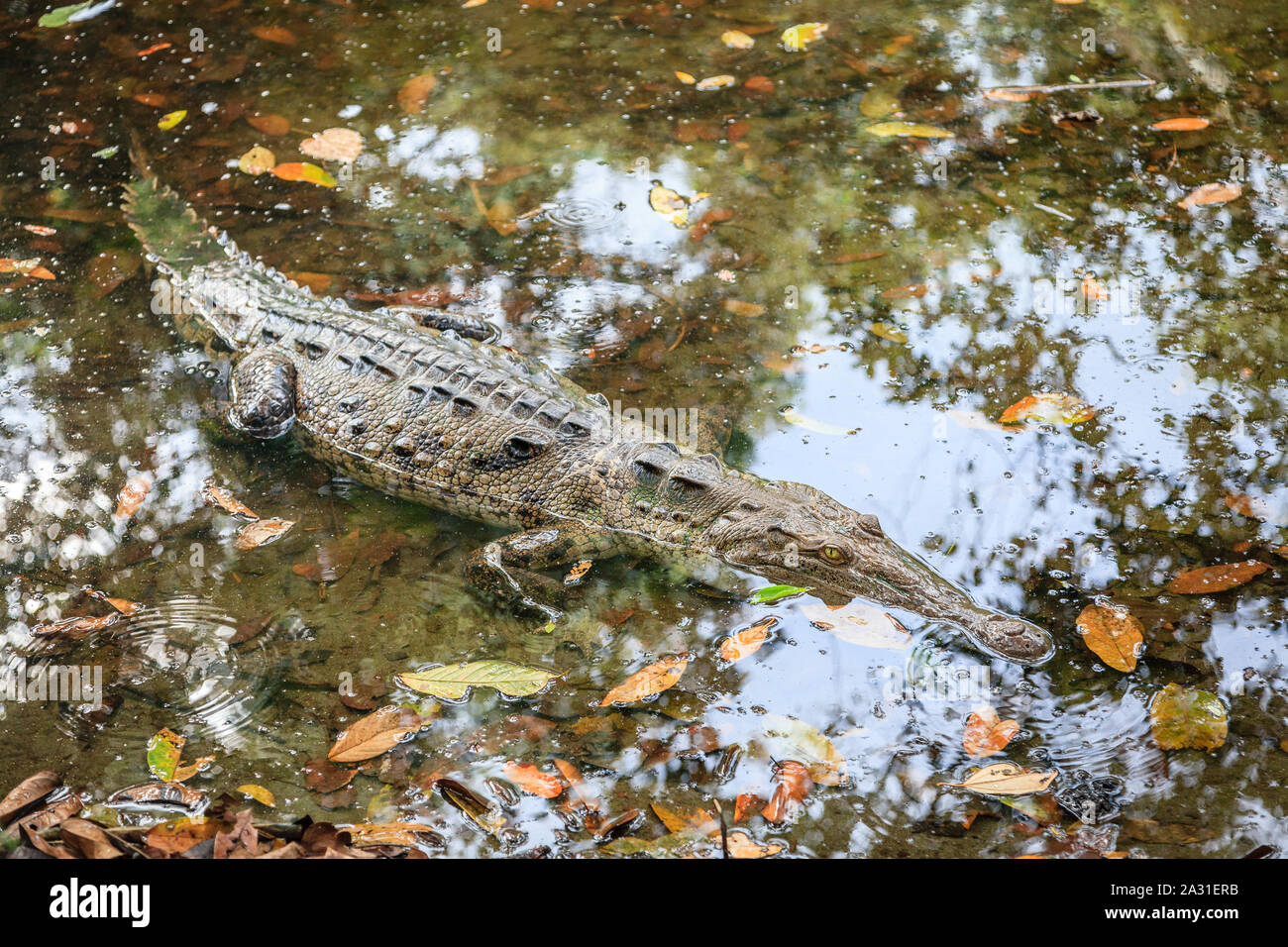 Close-up image of a large crocodile in a shallow lagoon in Manuel Antonio National Park in Costa Rica Stock Photo