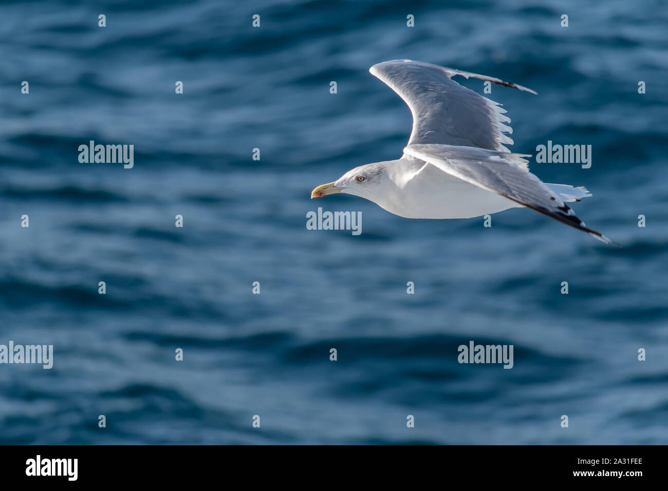 Seagull flying over blue sea Stock Photo
