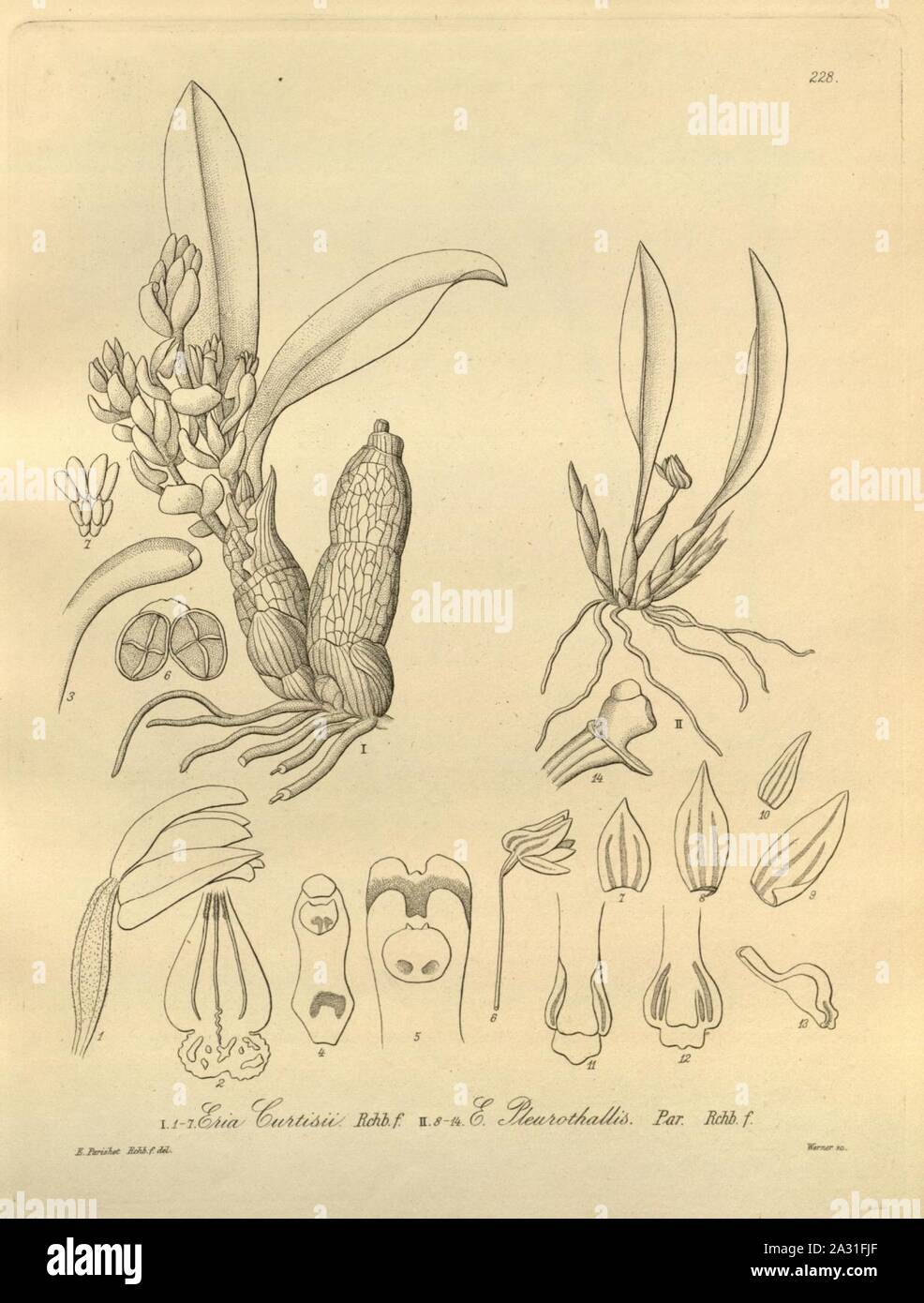 Eria curtisii - Ceratostylis pleurothallis (as Eria pleurothallis) - Xenia 3 pl 228. Stock Photo