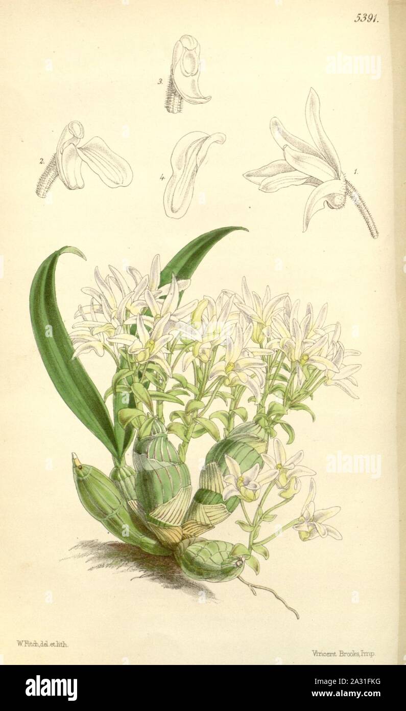 Eria obesa - Curtis' 89 (Ser. 3 no. 19) pl. 5391 (1863). Stock Photo
