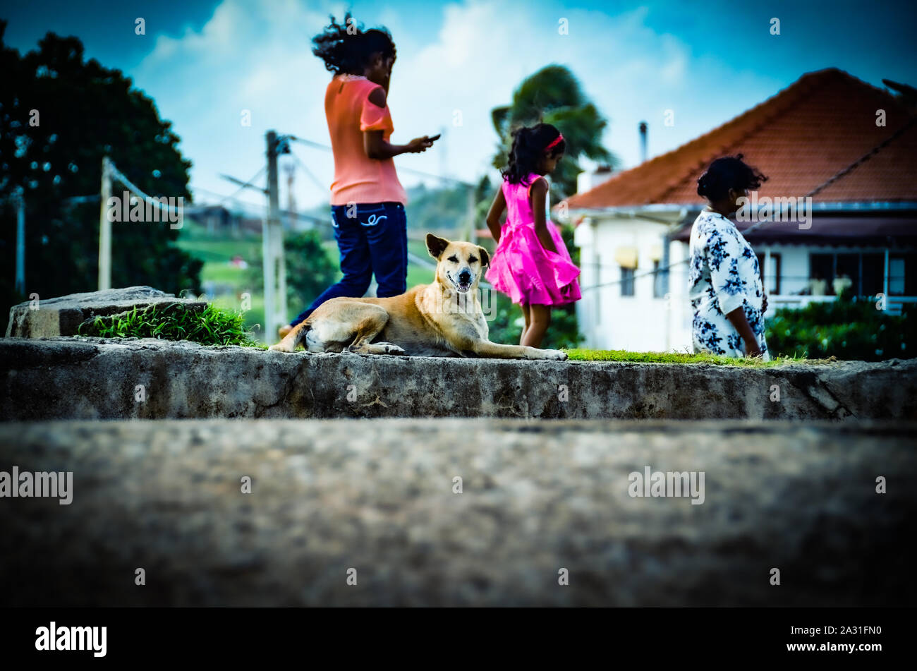 Street dog of Sri Lanka sitting on rampart wall of Galle Fort with family walking in background Stock Photo