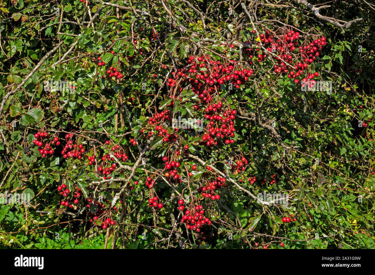 These adorn the hedgerows with bright red colour in late summer and autumn and are eaten by a variety of birds Stock Photo