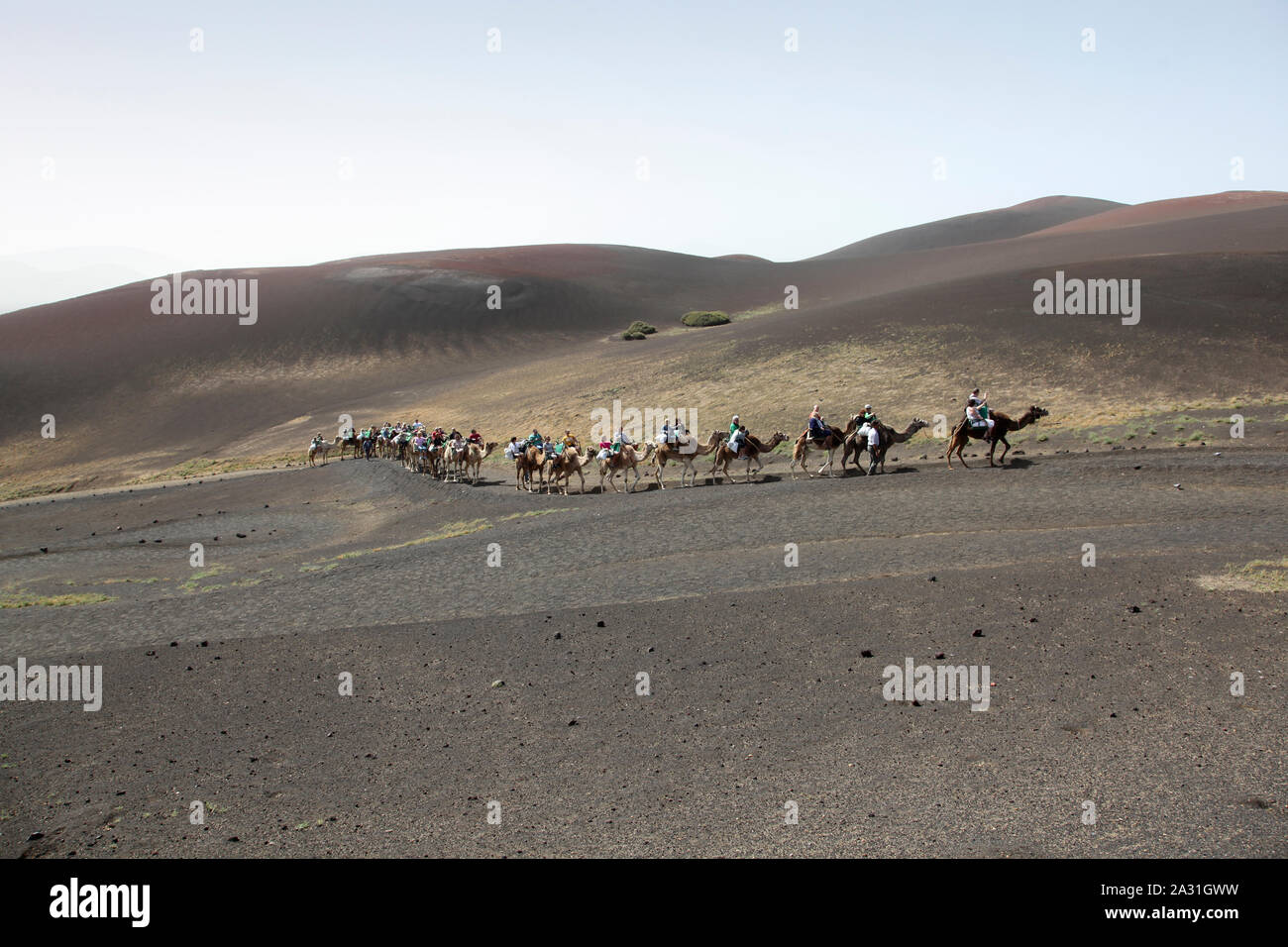 Camel Rides in Timanfaya National Park. Lanzarote. Canary Islands. Spain. Stock Photo