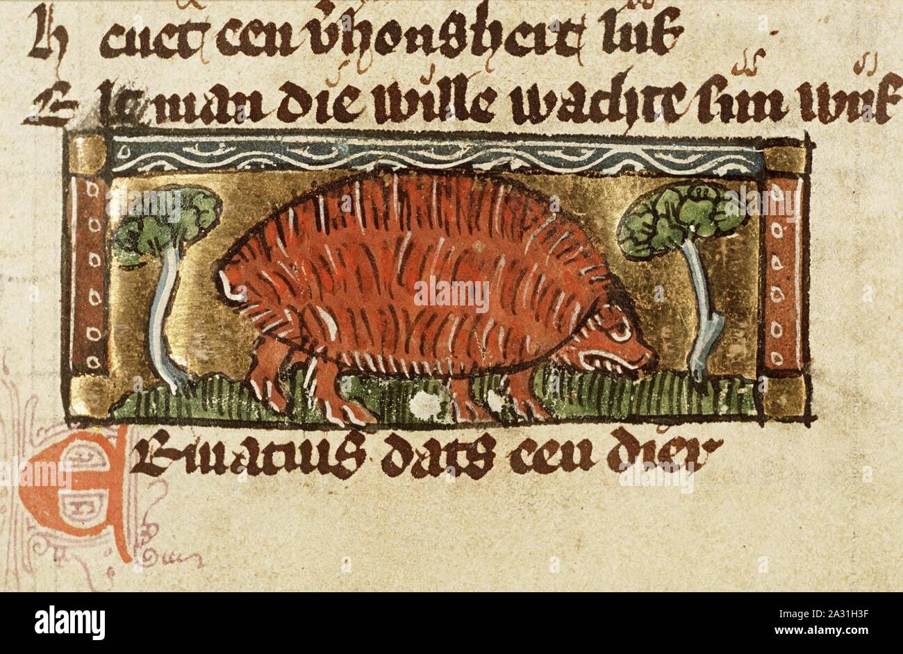 Erinacius (hedgehog) - Der naturen bloeme - Jacob van Maerlant - KB KA ...
