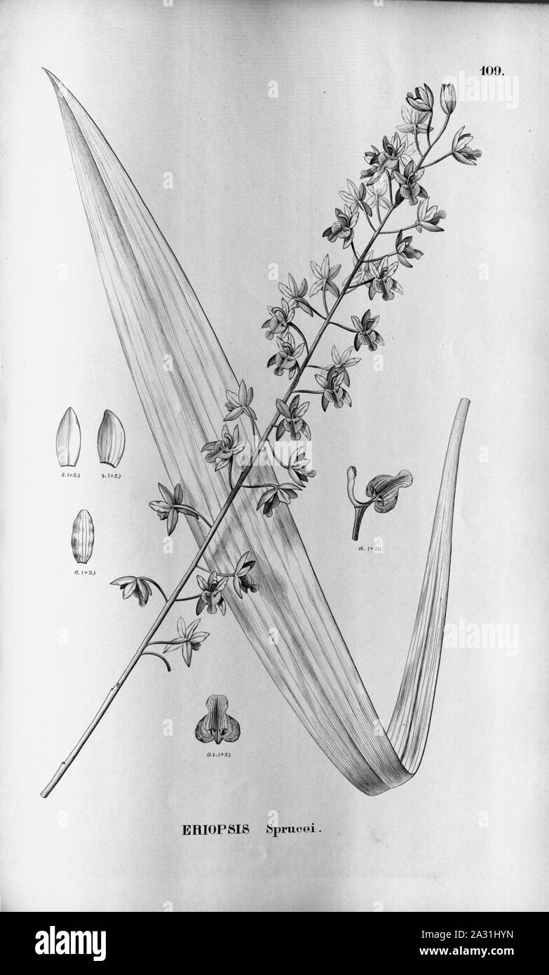Eriopsis sceptrum (as Eriopsis sprucei) - Fl.Br.3-5-109. Stock Photo