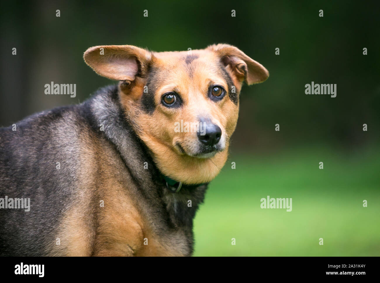 A severely overweight Welsh Corgi mixed breed dog with floppy ears Stock Photo