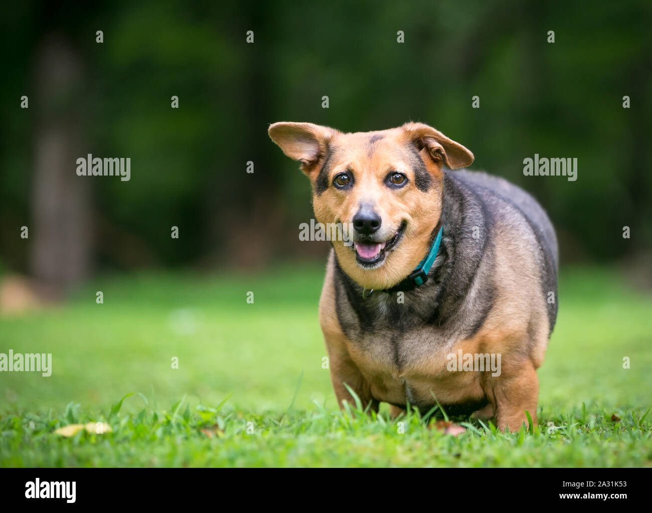 A severely overweight Welsh Corgi mixed breed dog with floppy ears standing outdoors Stock Photo
