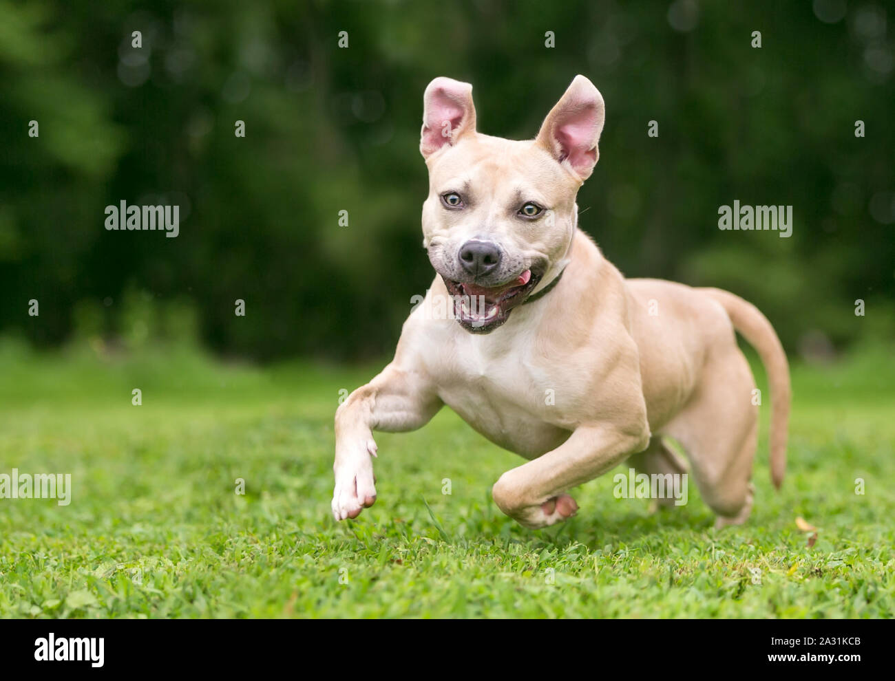 An excited Pit Bull Terrier mixed breed dog running outdoors with a happy expression Stock Photo