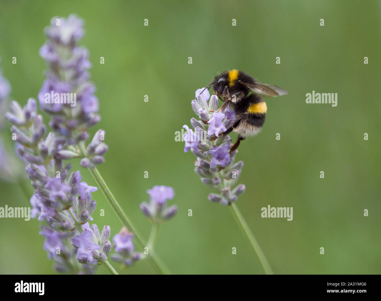 Buff-tailed Bumblebee,Bombus terrestris, Single adult feeding on lavender flowers, Lea Valley, Essex, UK Stock Photo