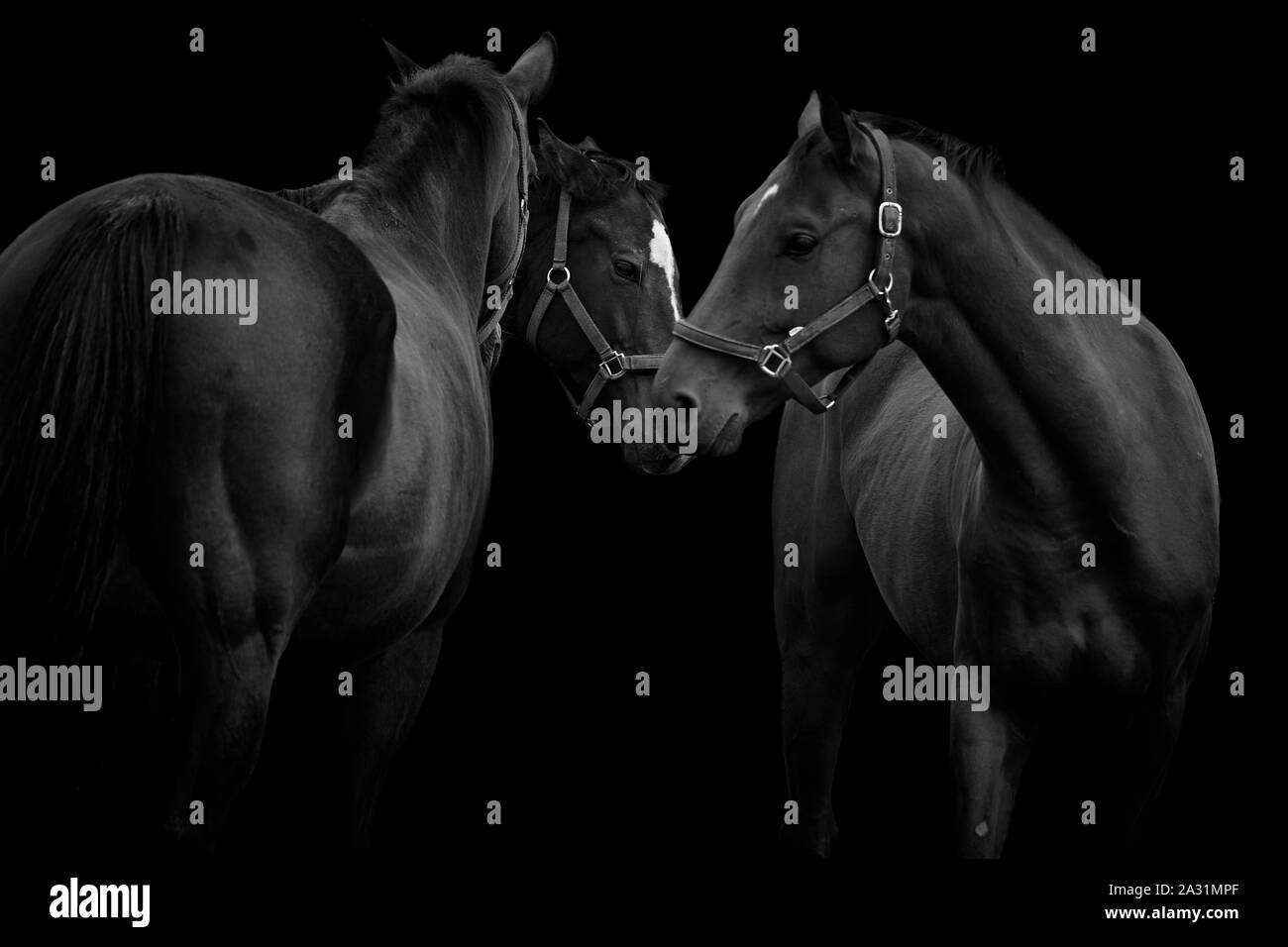 Black and white image of three beautiful horses together and isolated on a black background Stock Photo