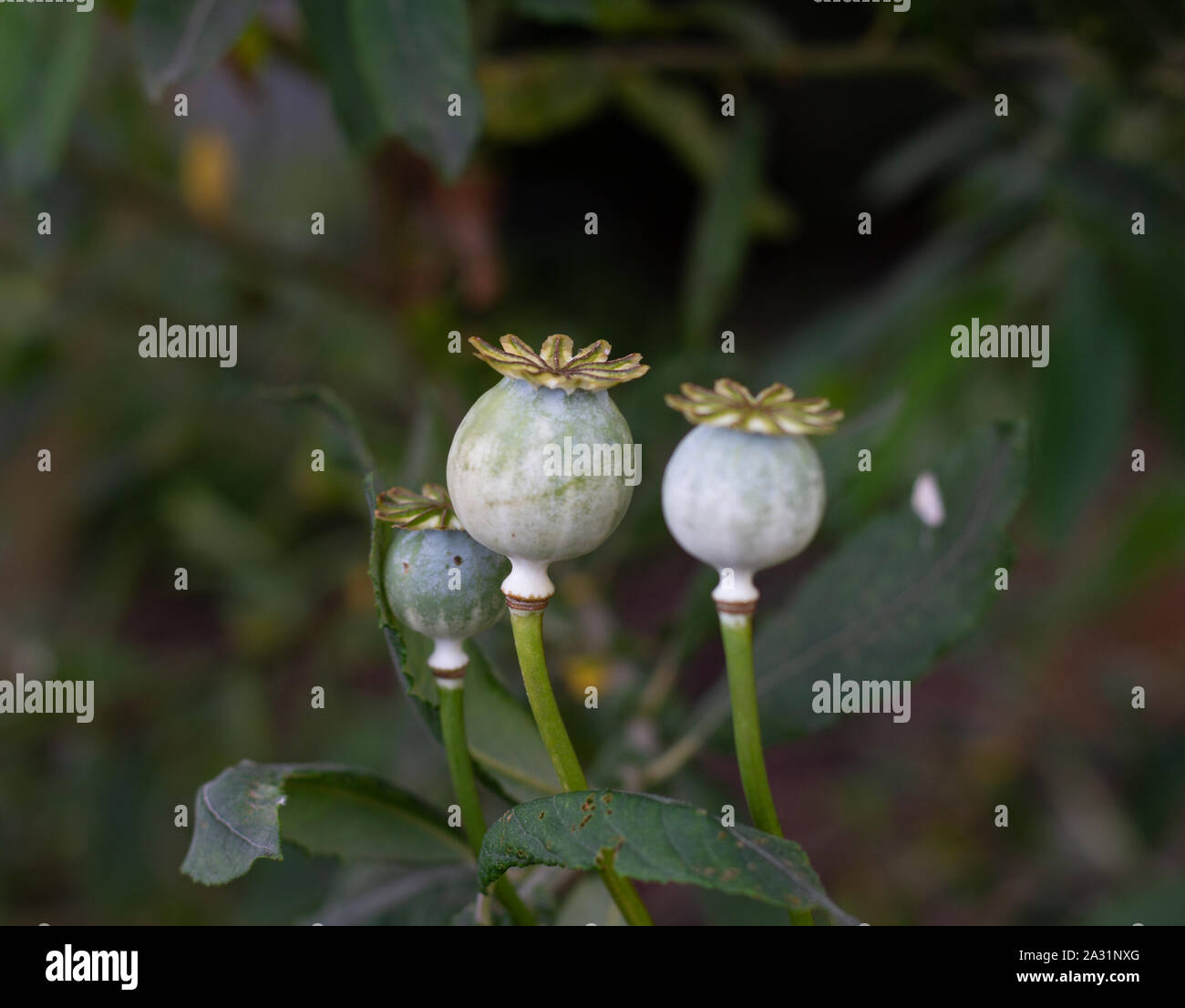 Poppy seed heads Stock Photo Alamy
