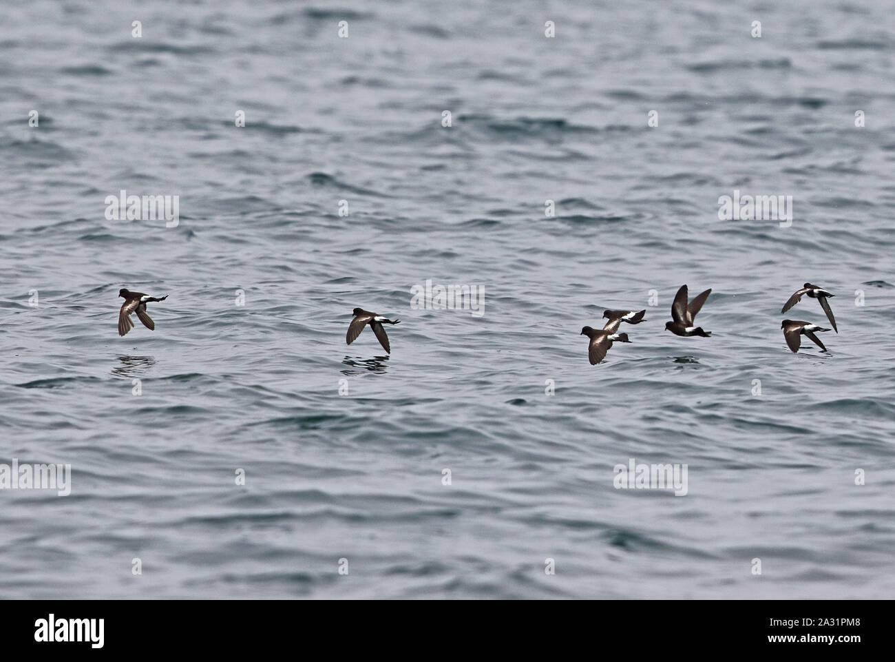 Pincoya Storm-petrel (Oceanites pincoyae) flock in flight, some in heavy moult, recently discovered species  Chiloe Island, Chile                 Janu Stock Photo