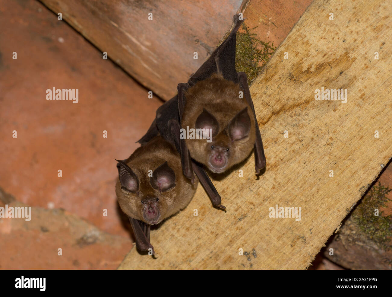 Greater Horseshoe bats (Rhinolophus ferrumequinum) in a wooden barn