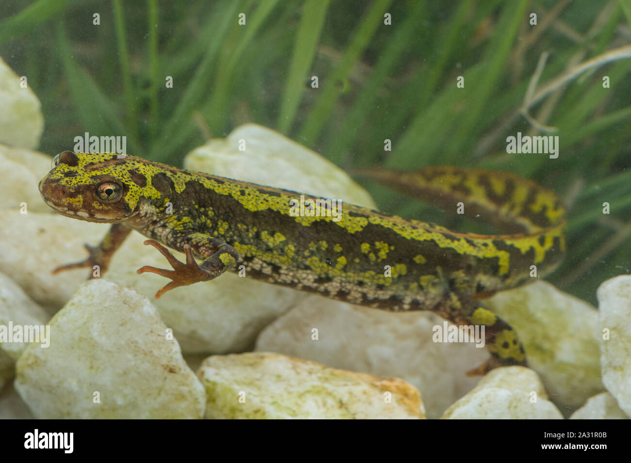 Marbled Newt Breeding Behavior Youtube