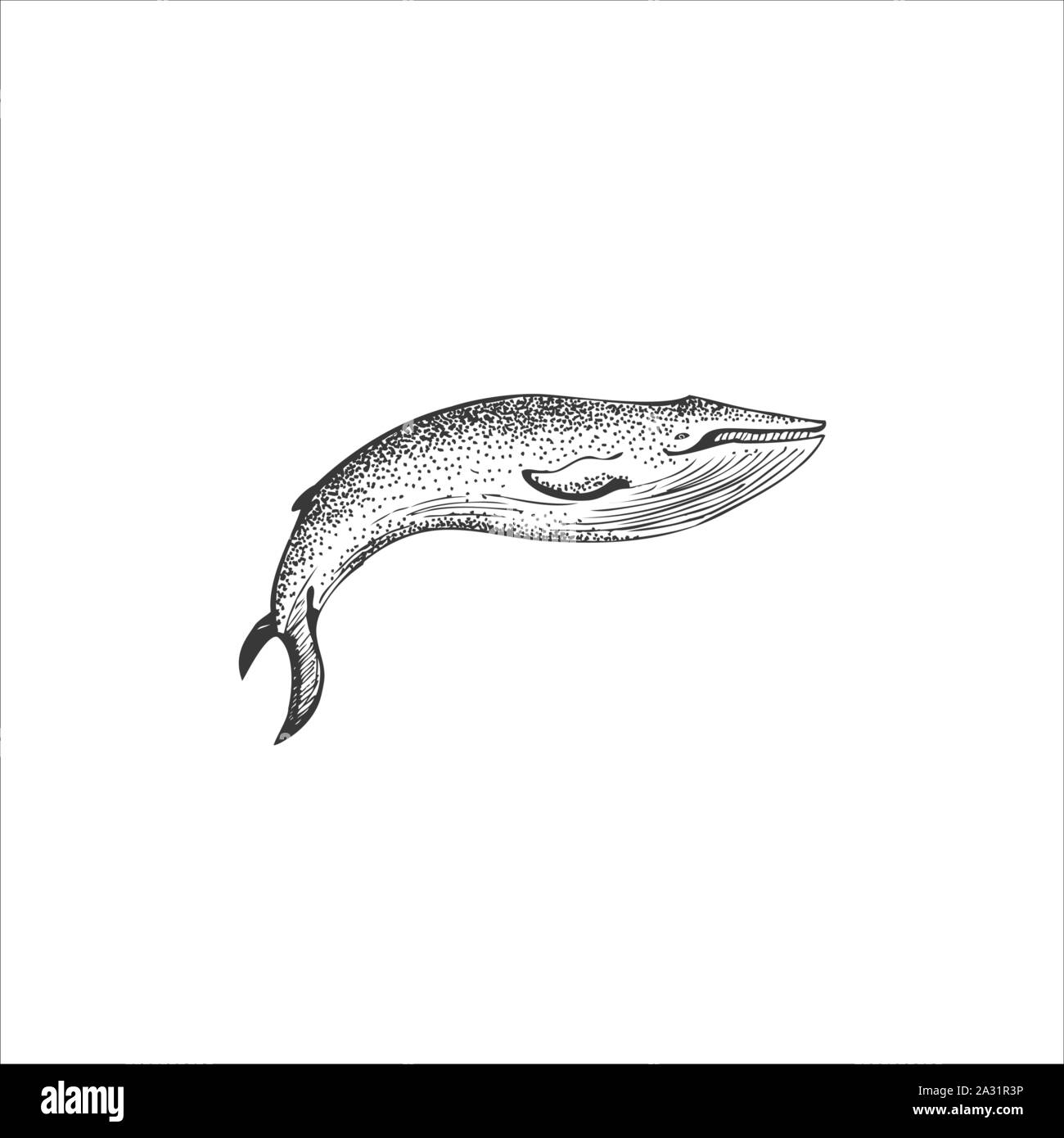 Featured image of post Whale Illustration Black And White A collection of my whale illustrations though the years in one grouping