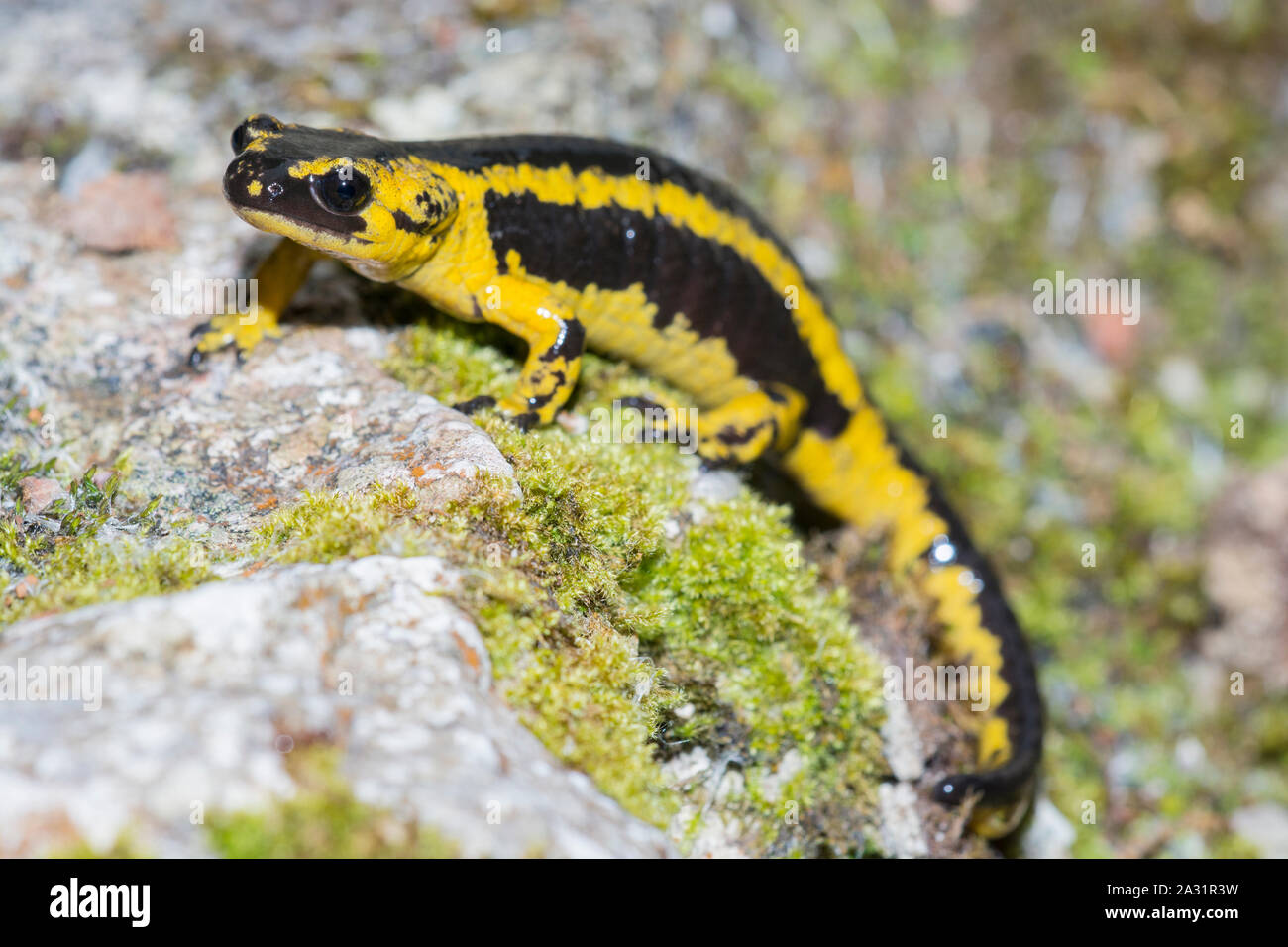 Fire Salamander sub-species (Salamandra salamandra bernardezi)  in the Picos de Europa, Spain Stock Photo