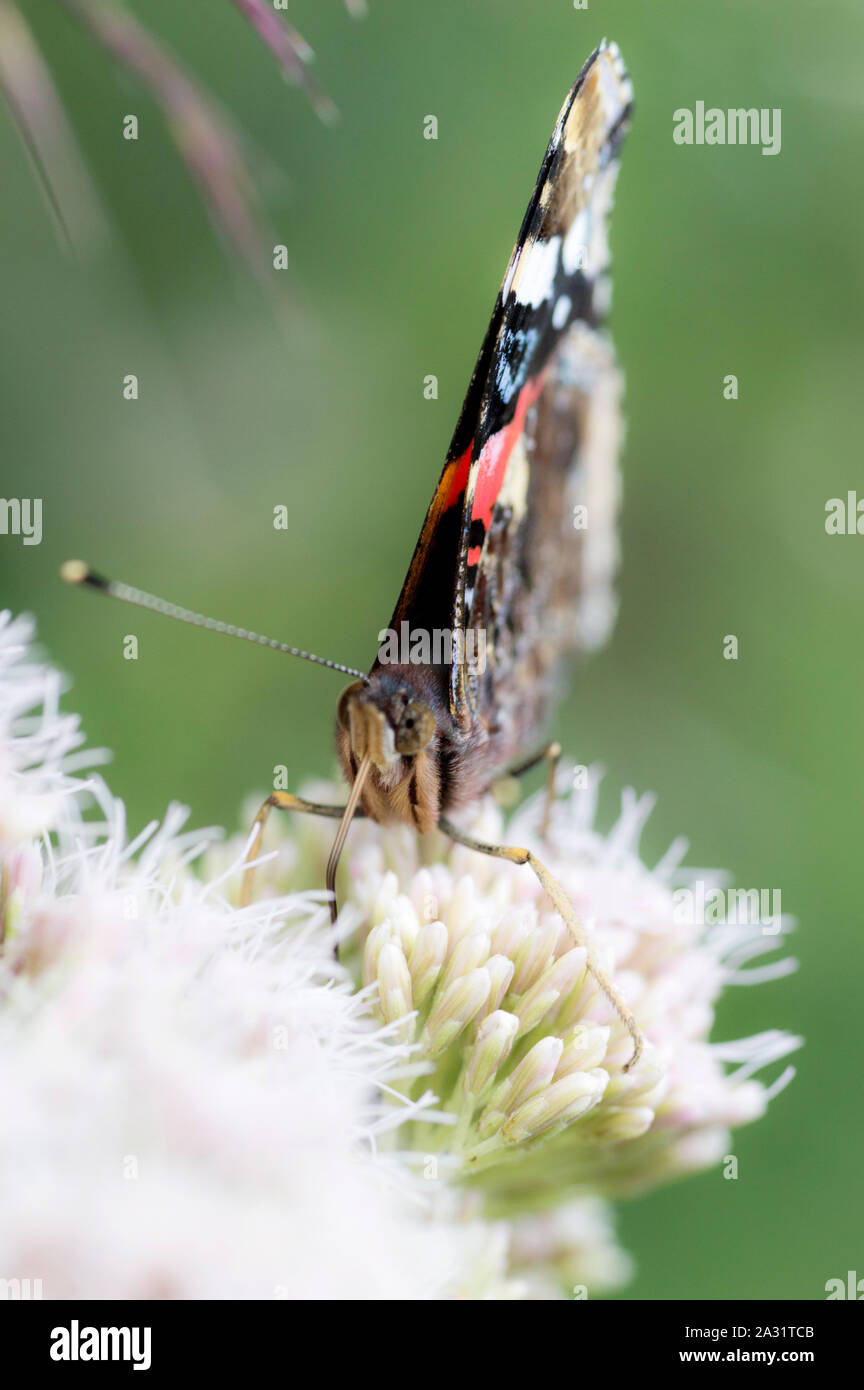 Red Admiral butterfly (Vanessa atalanta) adult feeding on Hemp-agrimony (Eupatorium cannabinum) flowers Stock Photo
