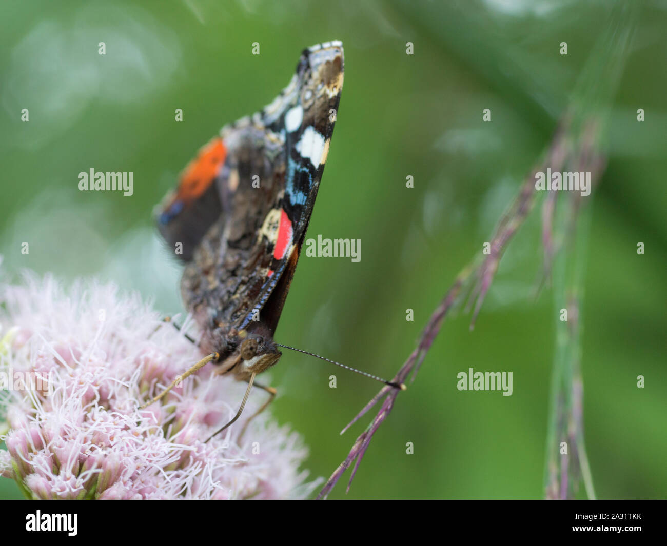 Red Admiral butterfly (Vanessa atalanta) adult feeding on Hemp-agrimony (Eupatorium cannabinum) flowers Stock Photo