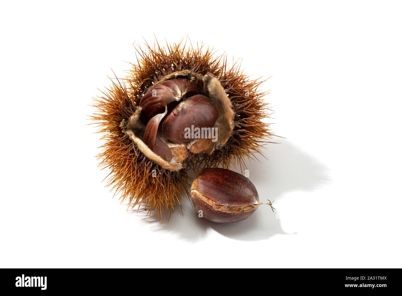 Open husk and chestnut inside isolated on white background. Castanea sativa Stock Photo