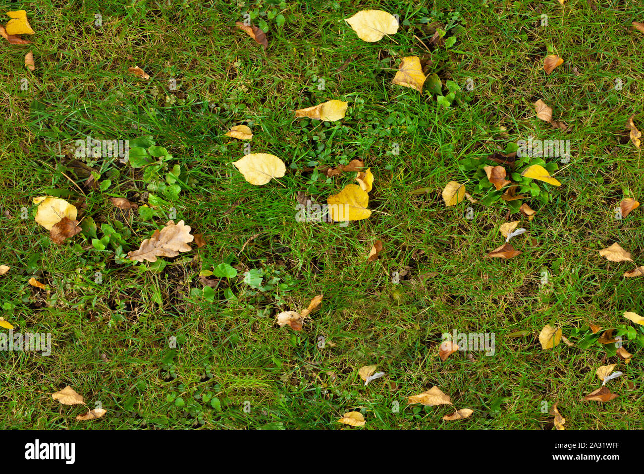 Autumn seamless texture of green grass with yellow leaves Stock Photo ...