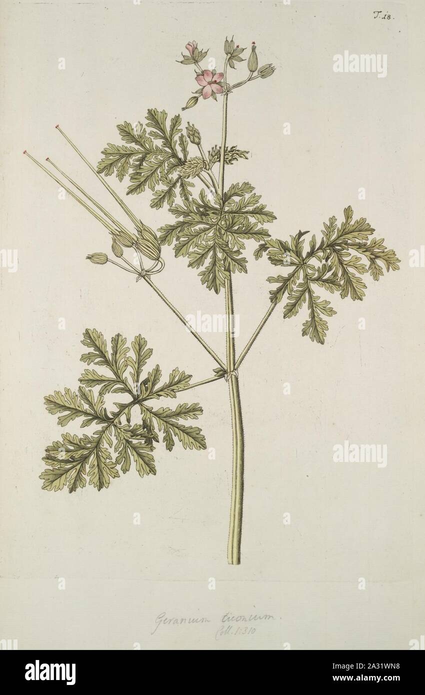 Erodium ciconium (L.) L‥99Hérit. -as Geranium ciconium L.-, Jacquin et al. 1770, Hortus botanicus vindobonensis, vol 1, plate 18. Stock Photo