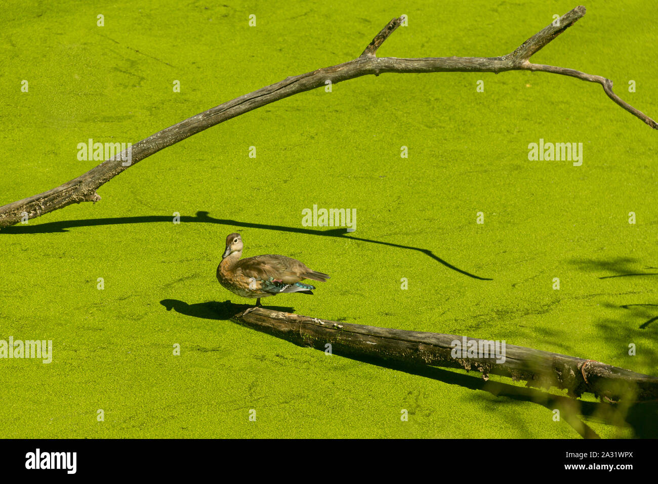 Duck sunning itself on a log in algae-covered water in Cuyahoga Valley National Park Stock Photo