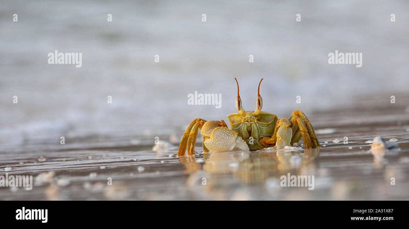 Horned Ghost Crab on Praslin, Seychelles Stock Photo