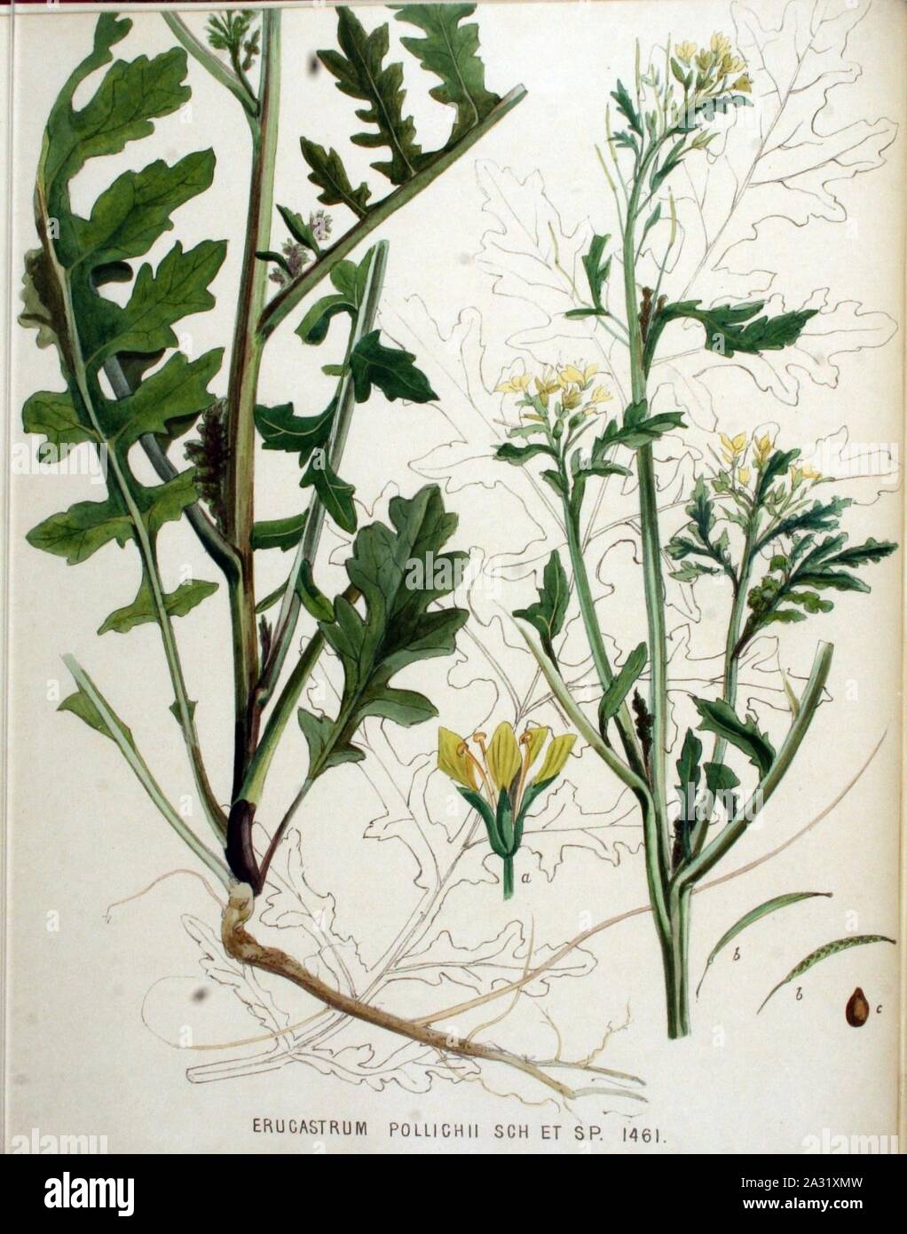 Erucastrum pollichii — Flora Batava — Volume v19. Stock Photo