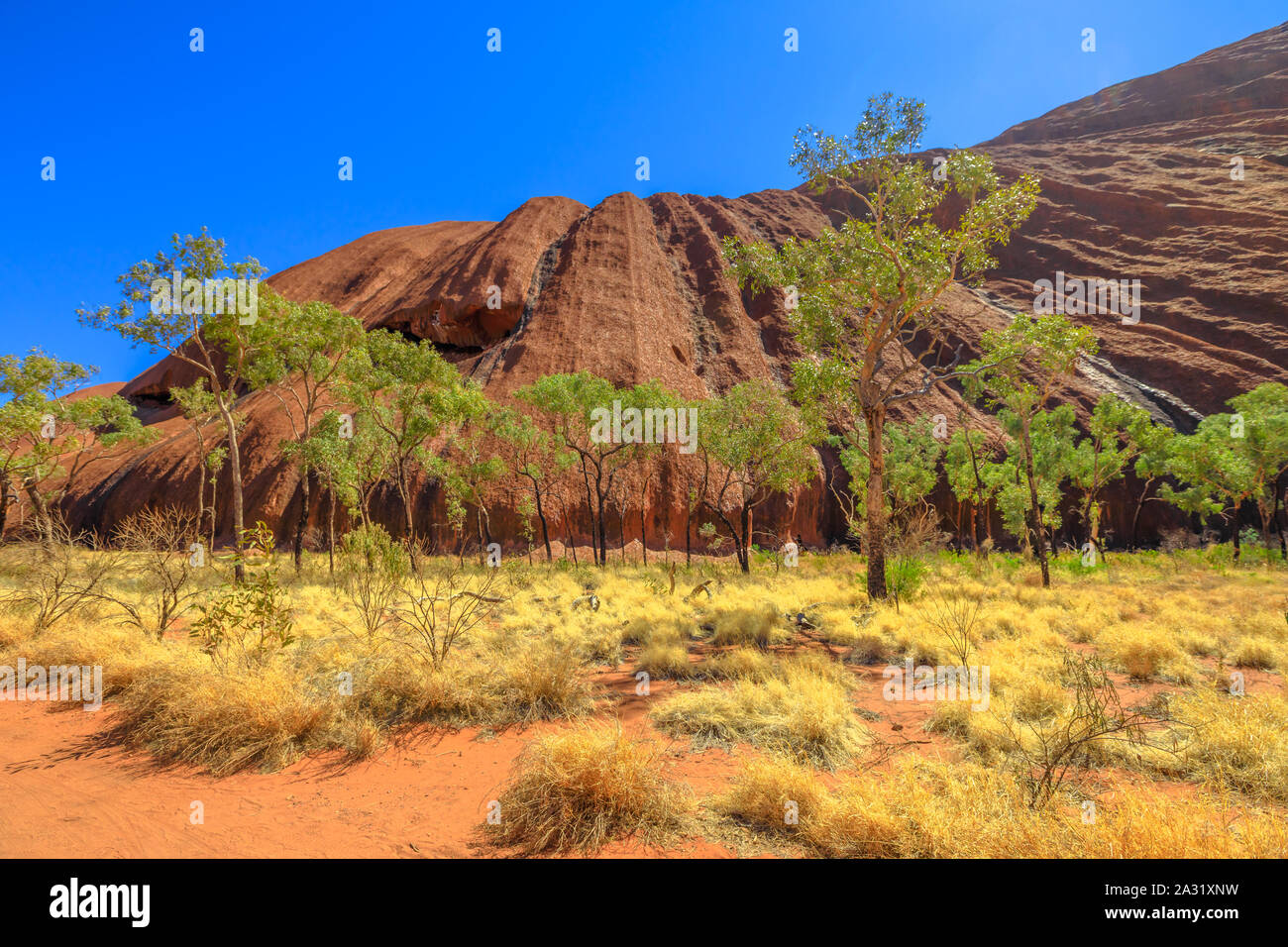Central Australian landscape with bush vegetation in dry season at southern face of Ayers Rock along Uluru Base Walk in Uluru-Kata Tjuta National Park Stock Photo