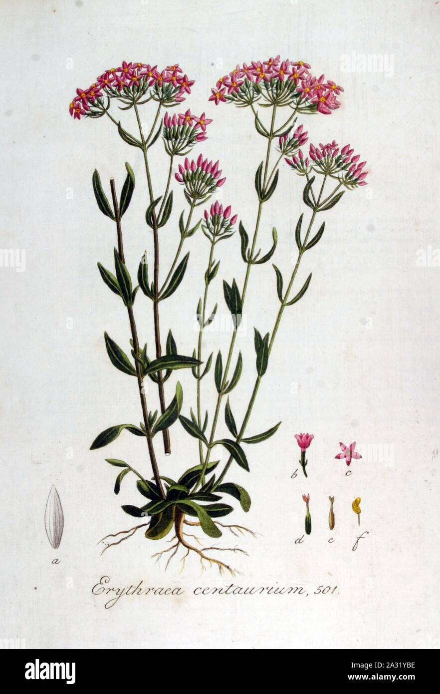 Erythraea centaurium — Flora Batava — Volume v7. Stock Photo