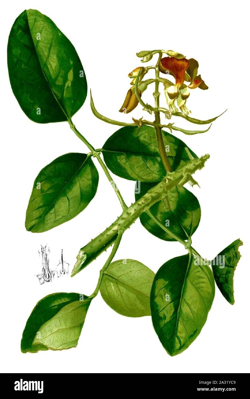 Erythrina glauca Blanco2.326-cropped. Stock Photo