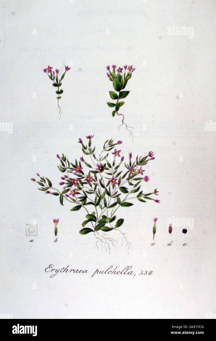 Erythraea pulchella — Flora Batava — Volume v7. Stock Photo