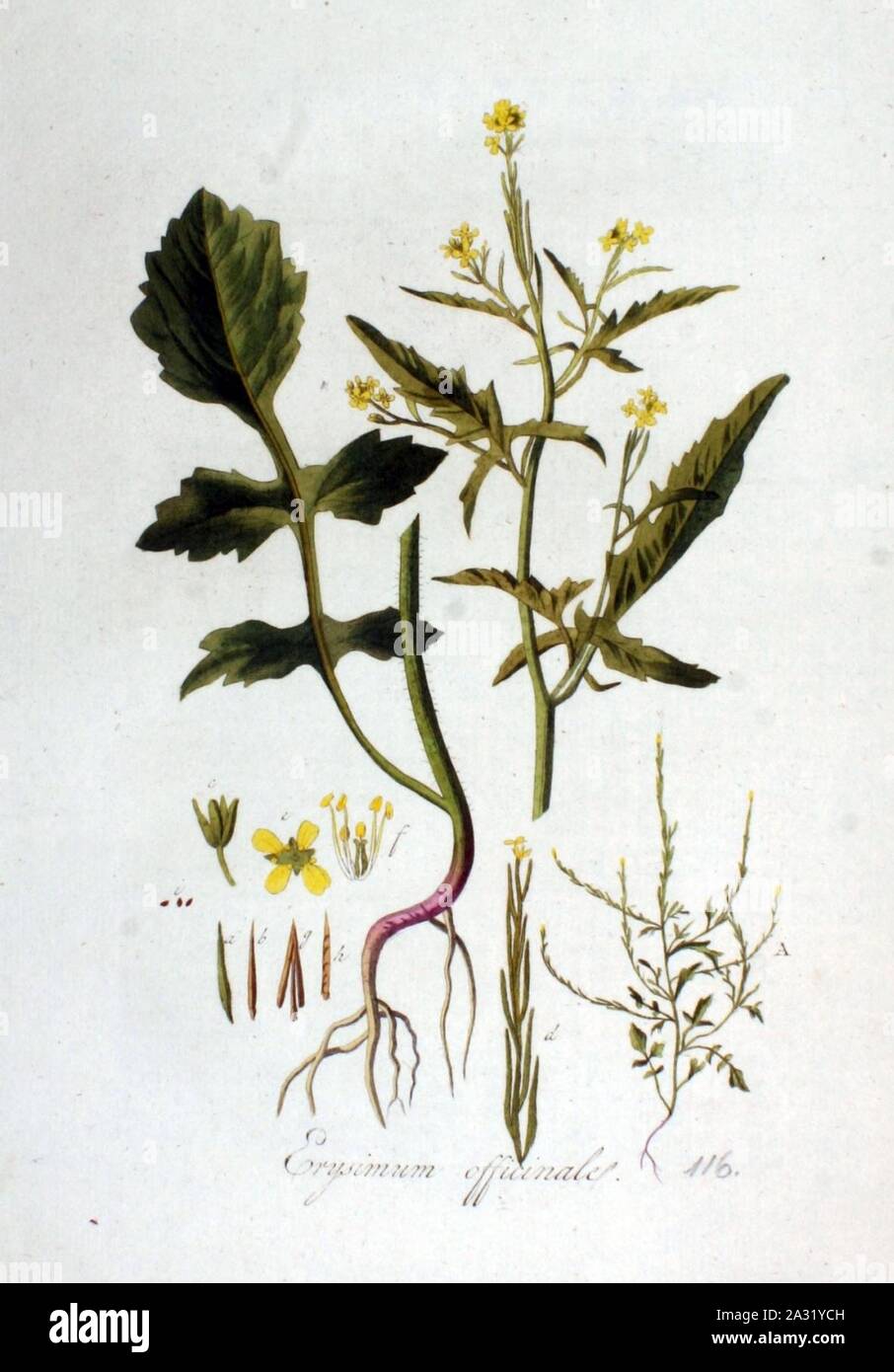 Erysimum officinale — Flora Batava — Volume v2. Stock Photo