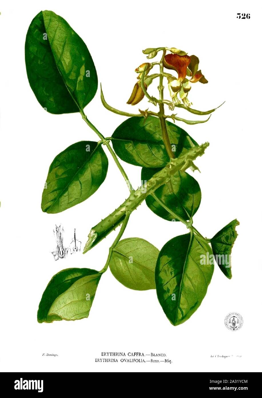 Erythrina glauca Blanco2.326. Stock Photo